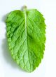 Fresh mint leaves