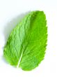 Fresh mint leaves