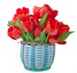 Red tulips