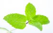 Fresh mint leaves