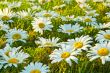 White daisies