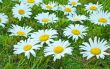 White daisies