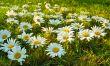 White daisies