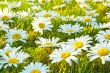 White daisies