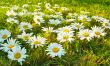 White daisies