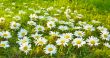 White daisies