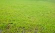 Green grass