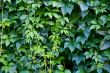 Hedgerow