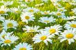 White daisies