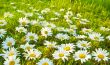 White daisies