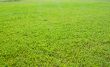 Green grass