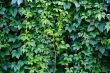 Hedgerow