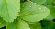 Strawberry leaves