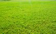 Green grass