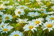White daisies