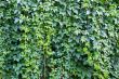Hedgerow