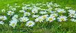 White daisies