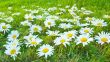 White daisies