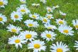 White daisies