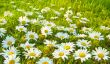 White daisies