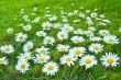 White daisies