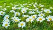 White daisies