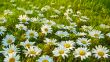 White daisies