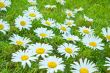 White daisies