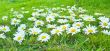 White daisies