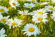 White daisies