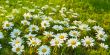 White daisies