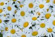 White daisies