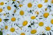 White daisies