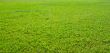 Green grass