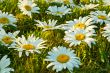 White daisies