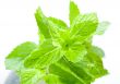 Fresh mint leaves
