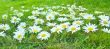 White daisies