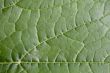 Green Leaf