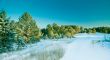Snow pine forest