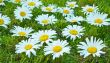 White daisies