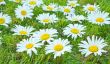 White daisies