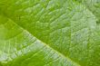 Green Leaf