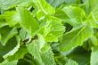 Fresh mint leaves