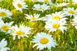 White daisies