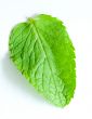 Fresh mint leaves