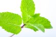 Fresh mint leaves