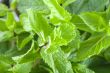 Fresh mint leaves