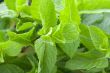 Fresh mint leaves