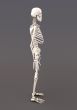 Skeleton of a gray background