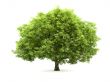Tree isolated